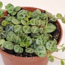 Peperomia Prostrata String Of Turtles Plant In 3" Pot Indoor Outdoor Garden Gardening