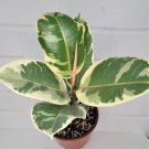 Ficus Elastica Tineke Rare Variegated Rubber Plant Ficus Elastica In 3" Pot Indoor Outdoor Garden Ga Ficus Elastica Tineke Rare Variegated Rubber Plant Ficus Elastica In 3" Pot Indoor Outdoor Garden Ga