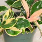 Hoya Carnosa Krimson Queen Hoya Tricolor Carnosa Krimson Queen In 3" Pot Indoor Outdoor Garden Garde