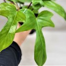 Philodendron Florida Beauty Philodendron Green In 3" Pot Indoor Outdoor Garden Gardening