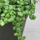 Peperomia Prostrata String Of Turtles Plant In 4" Hanging Pot Indoor Outdoor Garden Gardening