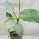 Philodendron Silver Sword "Hastatum"Philodendron Hastatum In 3" Pot Indoor Outdoor Garden Gardening
