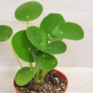 Pilea Peperomioideschinese Money Plant Ufo Plant Lefsi Plant In 3" Pot Indoor Outdoor Garden Gardeni
