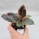 Ficus Tineke Ruby Ficus Elastica Tineke Ruby Ficus Pink Belize In 3" Pot Indoor Outdoor Garden Garde Ficus Tineke Ruby Ficus Elastica Tineke Ruby Ficus Pink Belize In 3" Pot Indoor Outdoor Garden Garde