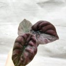 Alocasia Cupreaalocasia Red Secret Alocasia Mirror Plant In 3" Pot Indoor Outdoor Garden Gardening