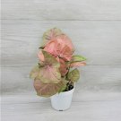 Pink Syngonium Podophyllum Arrowhead Plant Neon Robusta Live House Plant 4" Indoor Outdoor Garden Ga Pink Syngonium Podophyllum Arrowhead Plant Neon Robusta Live House Plant 4" Indoor Outdoor Garden Ga