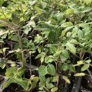 Lot Of 3 Cherry Tomato Live Plants 6 To 10 Inches 60 Days Old Indoor Outdoor Garden Gardening Lot Of 3 Cherry Tomato Live Plants 6 To 10 Inches 60 Days Old Indoor Outdoor Garden Gardening