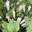 Lot Of 3 Coyote Zan White Brazilian 75 Day Old Super Hot Pepper Live Plants Indoor Outdoor Garden Ga