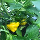 Lot Of 3 Yellow Jamaican Scotch Bonnet 75 Day Old Super Hot Pepper Live Plants Indoor Outdoor Garden