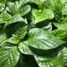 Lot Of 4 Live 75 Day Old Super Hot Pepper Plants See The List Indoor Outdoor Garden Gardening