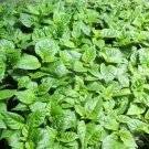Lot Of 6 75 Days Old Carolina Reaper Worlds Hottest Pepper Live Plant Indoor Outdoor Garden Gardenin