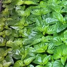 Trinidad Moruga Scorpion Lot Of 3 Super Hot Pepper Live Plants 2000000 Shu Indoor Outdoor Garden Gar