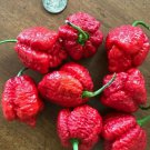 Apocalypse Scorpion Red Chili Lot Of 3 Super Hot Pepper Live Plants 2000000Shu Indoor Outdoor Garden Apocalypse Scorpion Red Chili Lot Of 3 Super Hot Pepper Live Plants 2000000Shu Indoor Outdoor Garden
