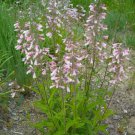 Starter Plant Plug Penstemon Hirsutus Hairy Beardtongue Plant Indoor Outdoor Garden Gardening