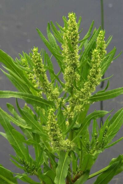 Starter Plant Plug Rumex Verticillatus Swamp Dock Herb Aquatic Indoor Outdoor Garden Gardening