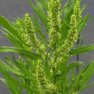 Starter Plant Plug Rumex Verticillatus Swamp Dock Herb Aquatic Indoor Outdoor Garden Gardening