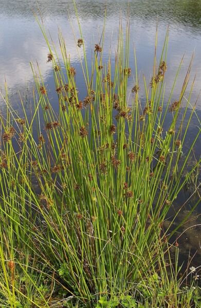Starter Plant Plug Juncus Effusus Soft Rush Showy Tolerates Erosion Indoor Outdoor Garden Gardening