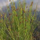 Starter Plant Plug Juncus Effusus Soft Rush Showy Tolerates Erosion Indoor Outdoor Garden Gardening