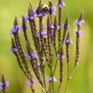 Bareroot Verbena Hastata Blue Vervain Live Plant Freshly Indoor Outdoor Garden Gardening