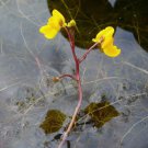 Bareroot Utricularia Vulgaris Bladderwort Live Plant Carnivorous Indoor Outdoor Garden Gardening