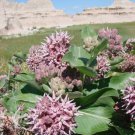 Starter Plug Asclepias Speciosa Showy Milkweed Live Butterfly Garden Indoor Outdoor Garden Gardening