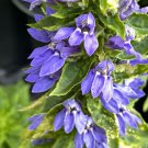Bareroot Lobelia Siphilitica Great Blue Lobelia Live Indoor Outdoor Garden Gardening