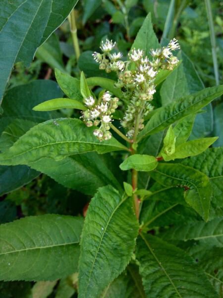 Starter Plant Plug Penthorum Sedoides Ditch Stonecrop Indoor Outdoor Garden Gardening