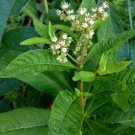 Starter Plant Plug Penthorum Sedoides Ditch Stonecrop Indoor Outdoor Garden Gardening