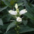 Starter Plant Plug Chelone Glabra White Turtlehead Attracts Butterflies Indoor Outdoor Garden Garden