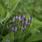 Starter Plant Plug Verbena Urticifolia White Vervain Wetland Plant Indoor Outdoor Garden Gardening