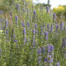 4" Pot Hyssopus Officinalis Hyssop Edible Showy Attracts Butterflies Indoor Outdoor Garden Gardening