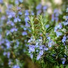 4" Pot Rosmarinus Officinalis Arp Arp Rosemary No Pesticides Indoor Outdoor Garden Gardening