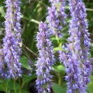 Starter Plug Plant Agastache Urticifolia Blue Fortune Giant Hyssop Showy Indoor Outdoor Garden Garde