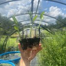 Starter Plug Plant Peltandra Virginica Arrow Arum Live Plant Indoor Outdoor Garden Gardening