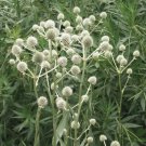 Starter Plant Plug Eryngium Yuccifolium Rattlesnake Master Cut Flowers Indoor Outdoor Garden Gardeni