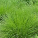 Starter Plant Plug Deschampsia Cespitosa Tufted Hairgrass Showy Indoor Outdoor Garden Gardening