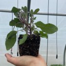 4" Pot Salvia Officinalis Purpurascens Purple Sage Award Winning Indoor Outdoor Garden Gardening