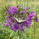 Starter Plant Plug Vernonia Noveboracensis New York Ironweed Live Plant Indoor Outdoor Garden Garden