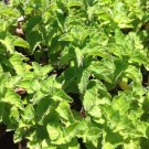 4" Pot Mentha X Piperita Grapefruit Grapefruit Mint Herbal Tea Indoor Outdoor Garden Gardening