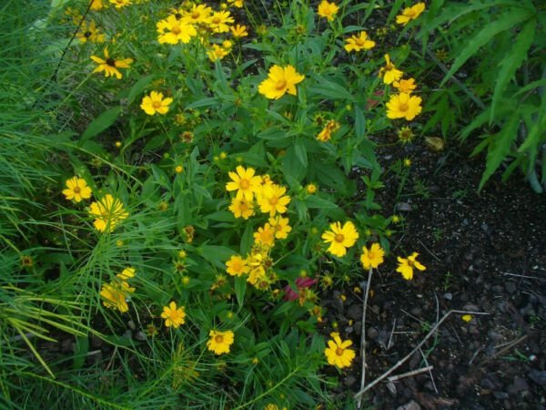 4" Pot Coreopsis Lanceolata Lanceleaf Tickseed Showy Indoor Outdoor Garden Gardening