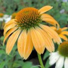 4" Pot Echinacea Purpurea Mellow Yellows Coneflower Attracts Pollinator Indoor Outdoor Garden Garden