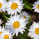 4" Pot Leucanthemum X Superbum Shasta Daisy Attracts Butterflies & Birds Indoor Outdoor Garden Garde