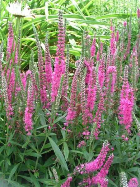 4" Pot Veronica Spicata Red Fox Spike Speedwell Cut Flowers Indoor Outdoor Garden Gardening