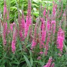 4" Pot Veronica Spicata Red Fox Spike Speedwell Cut Flowers Indoor Outdoor Garden Gardening