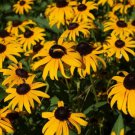 4" Pot Rudbeckia Fulgida Var Sullivantii Goldsturm Black-Eyed Susan Indoor Outdoor Garden Gardening