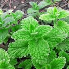 4" Pot Mentha Spicata Strawberry Mint Live Plant Uses Indoor Outdoor Garden Gardening