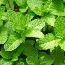 4" Pot Mentha Suaveolens Apple Mint Live Plant Herbal Tea Indoor Outdoor Garden Gardening