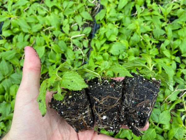 Starter Plant Plug Eutrochium Maculatum Spotted Joe-Pye Weed Live Plant Indoor Outdoor Garden Garden