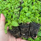 Starter Plant Plug Eutrochium Maculatum Spotted Joe-Pye Weed Live Plant Indoor Outdoor Garden Garden