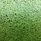Bareroot Lemna Minor Common Duckweed Aquatic Plant Live Plant Indoor Outdoor Garden Gardening Bareroot Lemna Minor Common Duckweed Aquatic Plant Live Plant Indoor Outdoor Garden Gardening